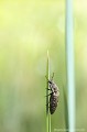 <br><br>Autre nom français : Lacon souris ou Taupin gris-de-souris
<br>Nom anglais : Mouse click Beetle
<br><br> Adélocère des potagers
Lacon souris
Taupin gris-de-souris
Agrypnus murinus 
Mouse click Beetle
 